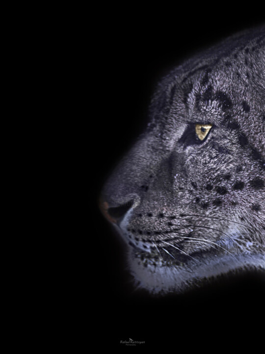 The Majesty of the Snow Leopard. 30 x 40 摄影