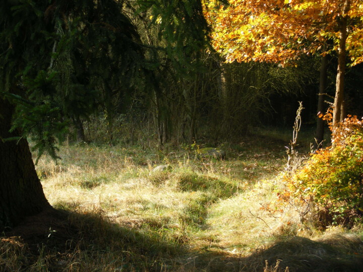 Fotografia zatytułowany „LEŚNA POLANKA O POR…” autorstwa Dar-Ja, Oryginalna praca, Fotografia cyfrowa