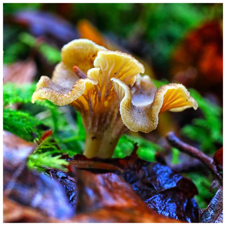 # 10830 R Фотография