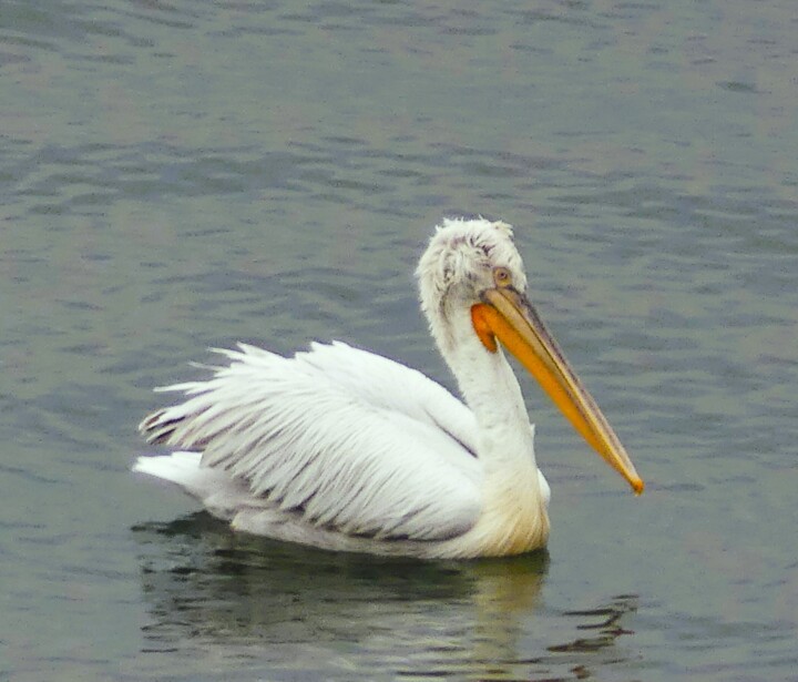 PELICAN 摄影