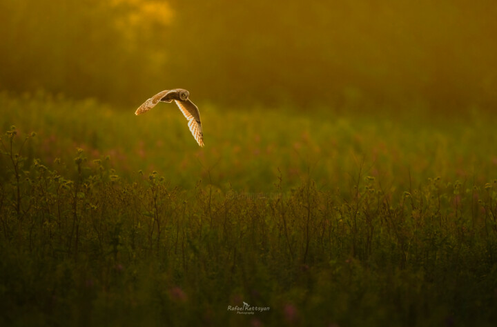 Short-eared Owl in the Sunset 摄影