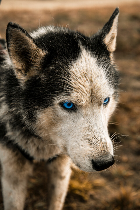 sullen dog 摄影