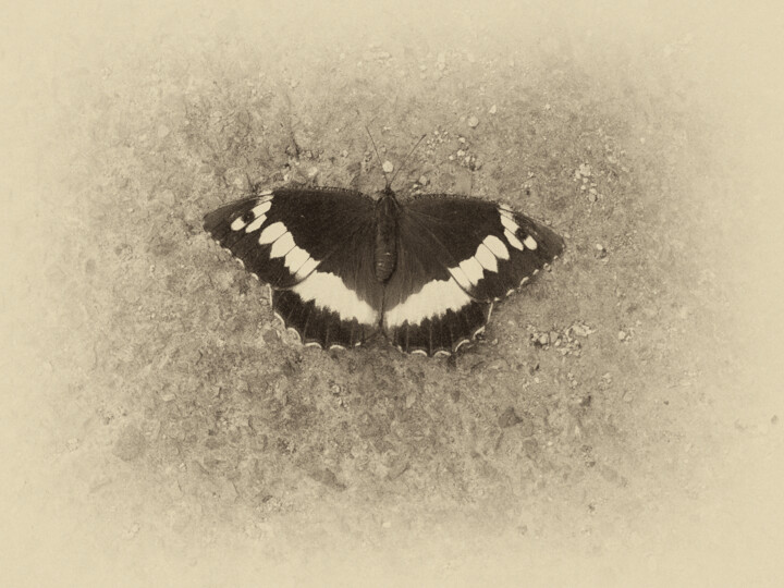 limenitis camilla 摄影
