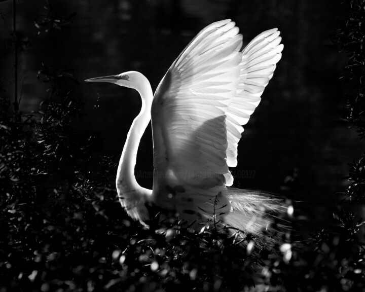 Photography titled "25 Soubresaut" by Photospoon, Original Artwork, Digital Photography