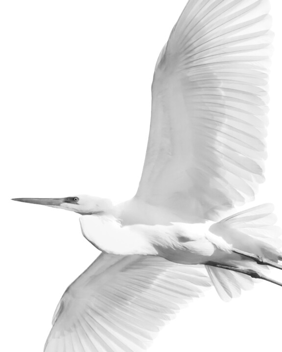 Photography titled "29 Tendu en l’air" by Photospoon, Original Artwork, Digital Photography