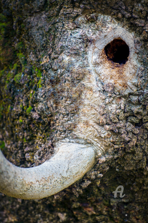 Photography titled "The Elephant Tree T…" by Anou, Original Artwork, Digital Photography