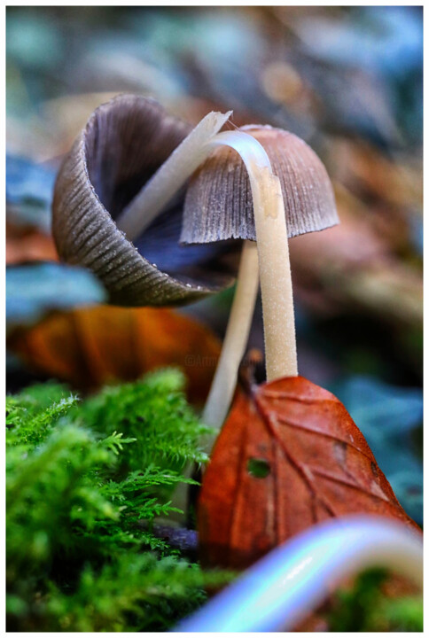 # 10805 Fotoğraf