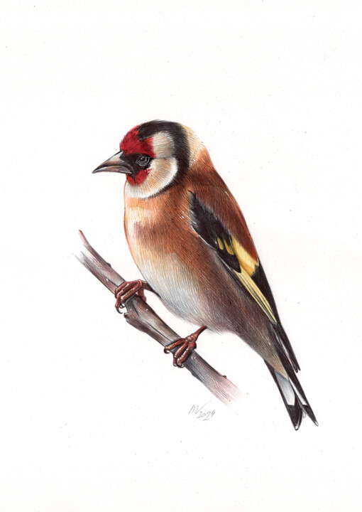 European Goldfinch II 图画, 13x9.1 in