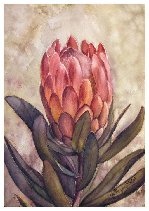 Protea obtusifolia Malarstwo, 11,4x8,3 in