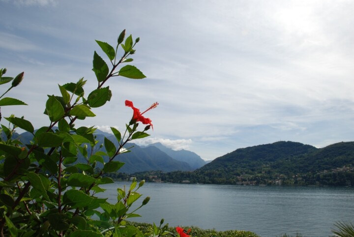 Photography titled "Shells of the sea" by Franziska Thalheimer, Original Artwork, Analog photography