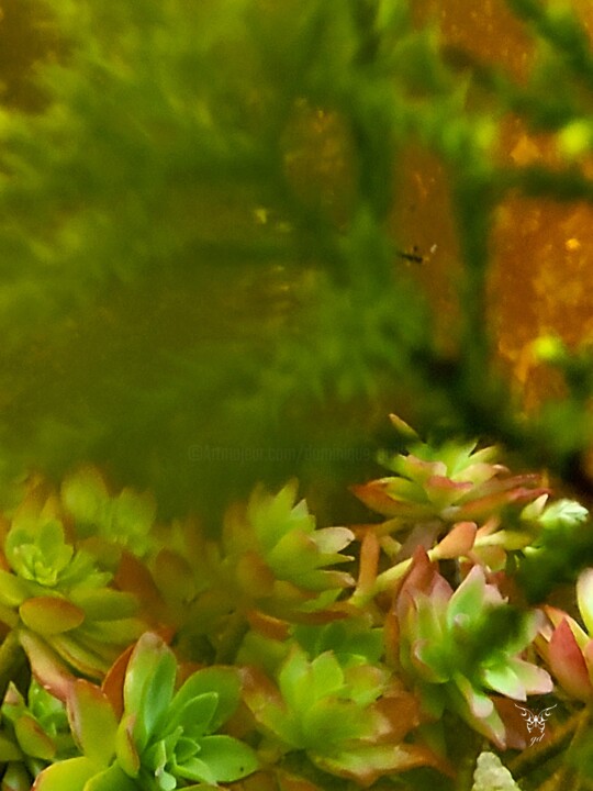 Photography titled "Sedum vert" by Dominique Guillaume, Original Artwork, Manipulated Photography