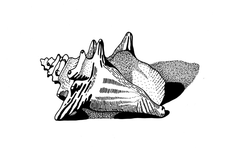 Underwater Life n.6 - Shell 图画, 5x7 in