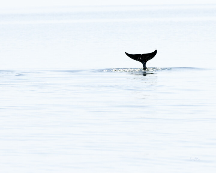 Photography titled "Dolphin Tales" by Photospoon, Original Artwork, Digital Photography
