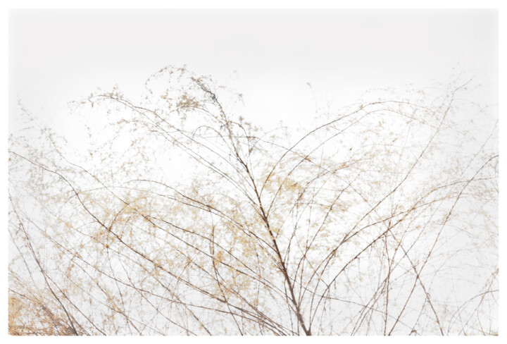 Photography titled "Delicate Branches" by Photospoon, Original Artwork, Digital Photography