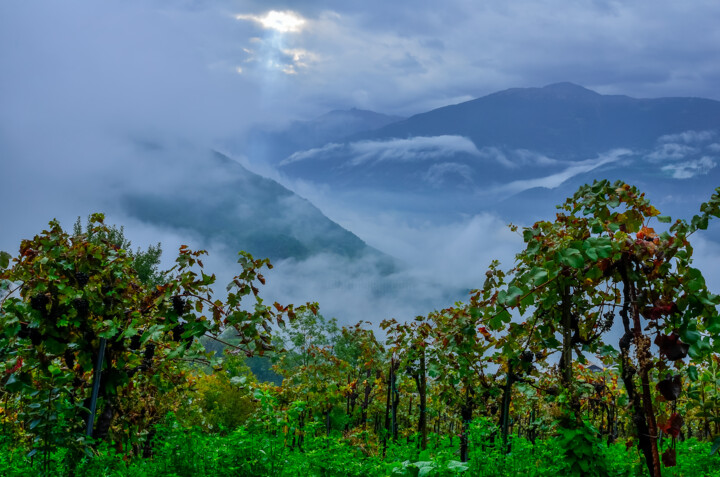 Fotoğraf 
