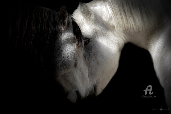 L'affection passionnée d'un étalon pour sa jument (1/5) Fotografia, 19,7x29,5 in