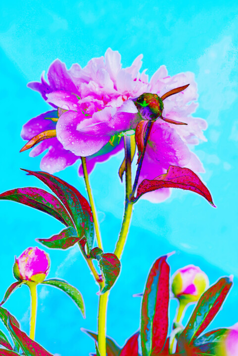 Flowerissimo_17283 摄影