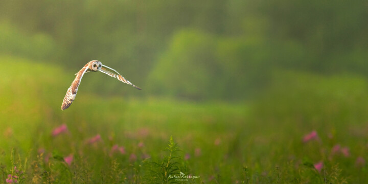 Flight of Freedom Fotografia