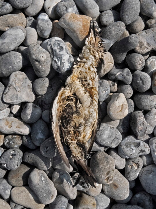 Mouette moite 摄影, 31.5x23.6 in