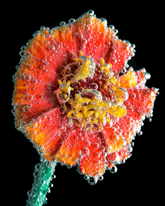 Carbonated Zinnia 3883 Fotografie