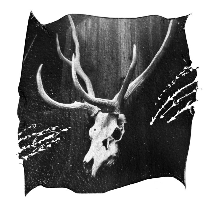 Deer Skull with Predator's Mark, b&w polaroid photograph 摄影