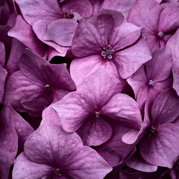 Fotoğraf,  22,4x22,4 in 