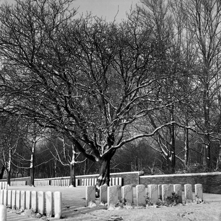 Arbre et stèles 摄影