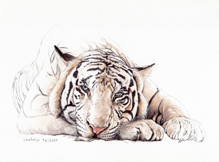 Müder, weisser Tiger Рисунок, 9,1x12,2 in