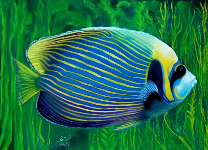 Pomacanthus imperator 图画, 11.8x15.8 in
