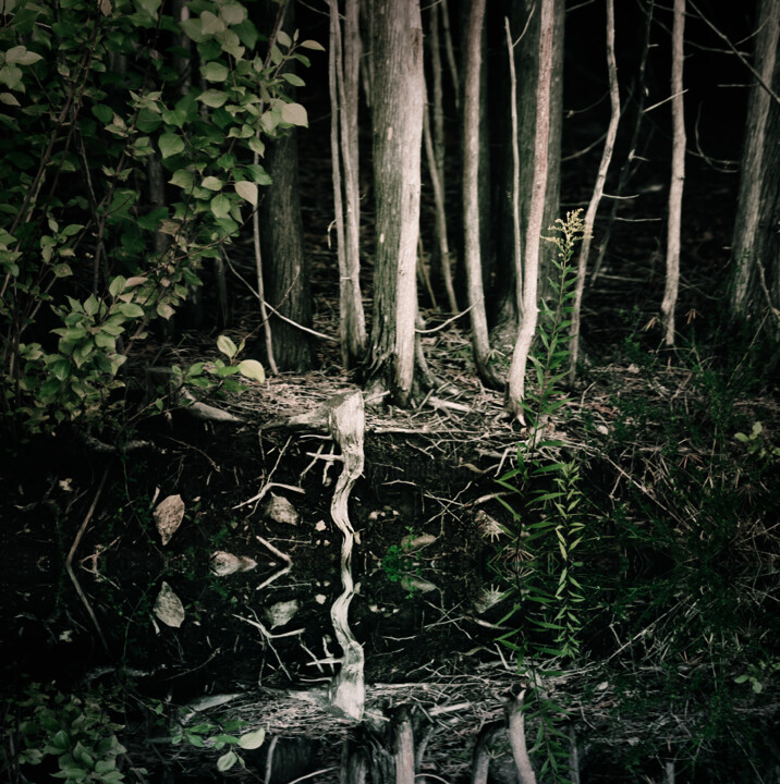 Mimetic Cedars 3 摄影, 28x28 in