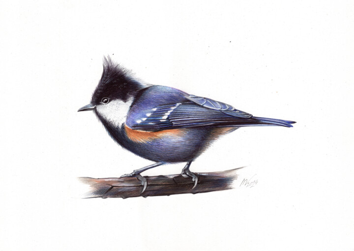 Black-crested Tit 图画, 9.1x13 in