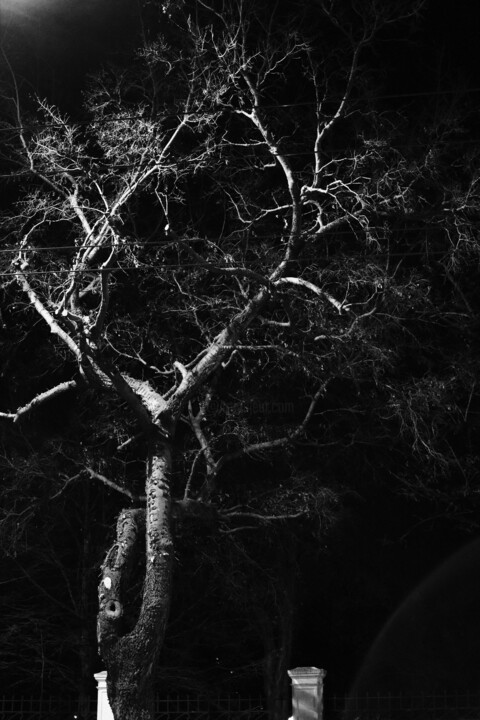 tree XI 摄影