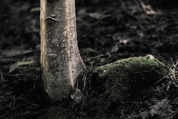 Growth 摄影