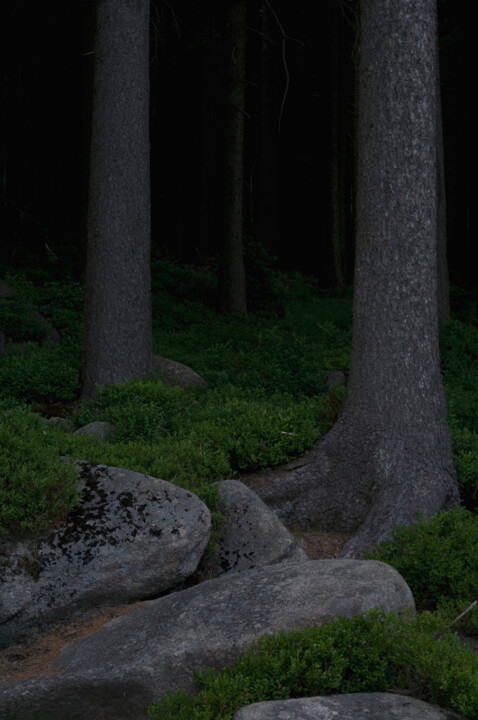 摄影 标题为“Hidden Trees II (fr…” 由Junus Aspassi, 原创艺术品, 数字打印