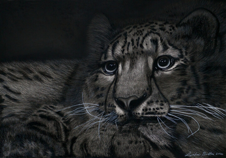 Zeichnungen mit dem Titel "Juvenile Snow Leopa…" von Lynton Bolton, Original-Kunstwerk, Kohle