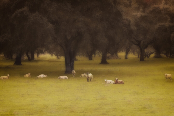 Ovelha Фотография, 19,7x27,6 in