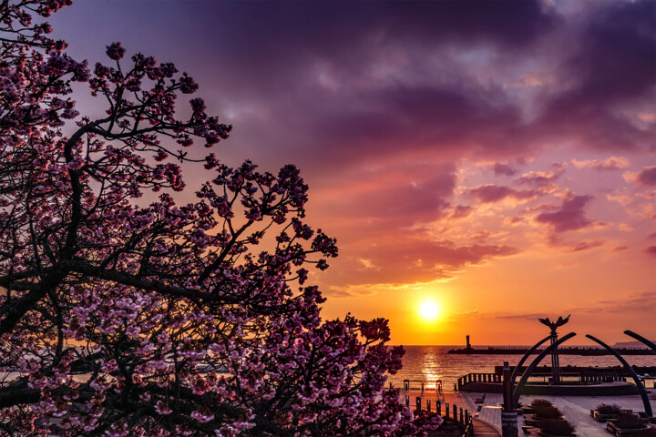 Atami cherry blossoms illuminated by the morning sun rising Fotografie