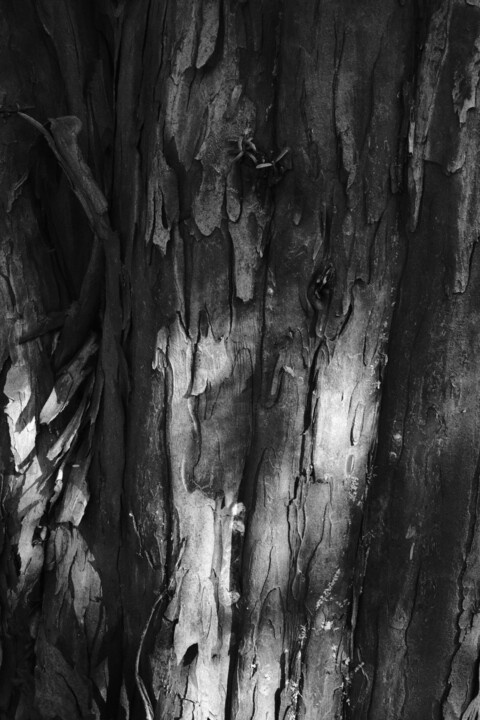 Photographie intitulée "tree XVI" par Zheka Khalétsky, Œuvre d'art originale, Photographie non manipulée