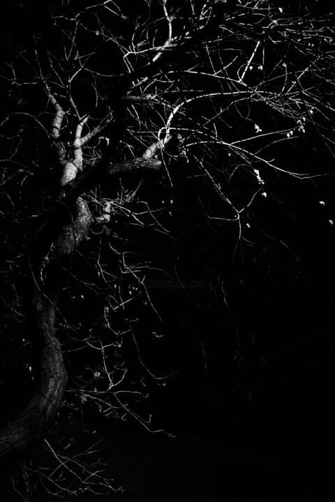 tree XXIX Photography