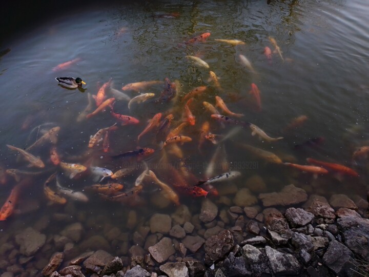 Un monde dans l'eau Photographie