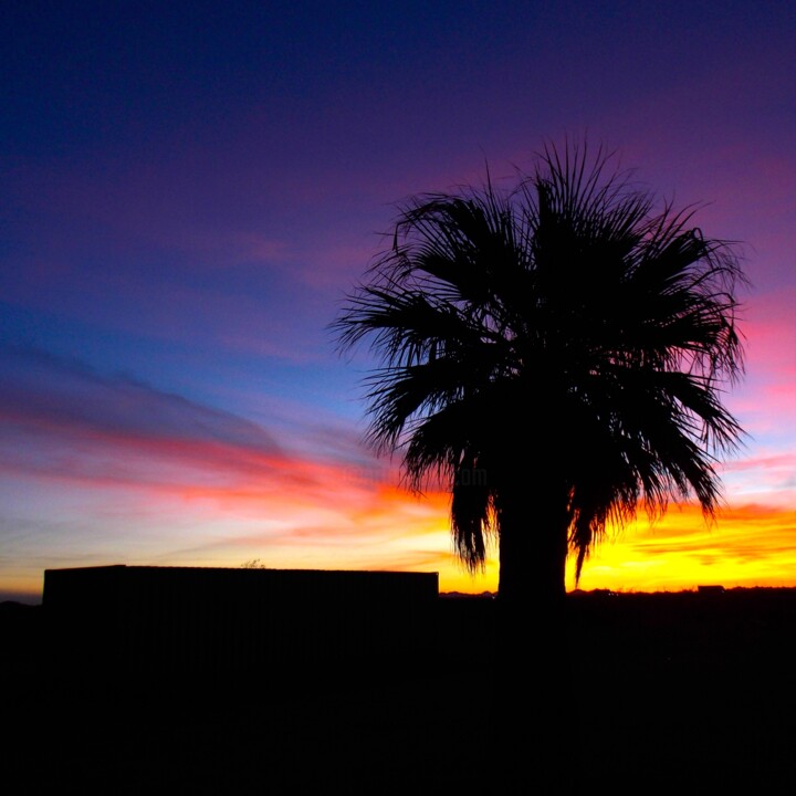 Palm Sunrise 摄影