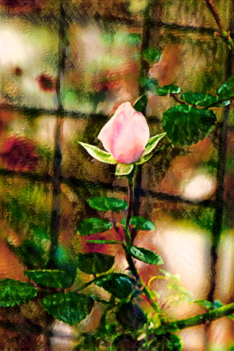 Photography titled "Windowpane Rose" by Photospoon, Original Artwork, Digital Painting