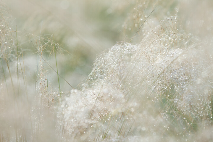 Photography titled "White Muhly 8905" by Photospoon, Original Artwork, Digital Photography