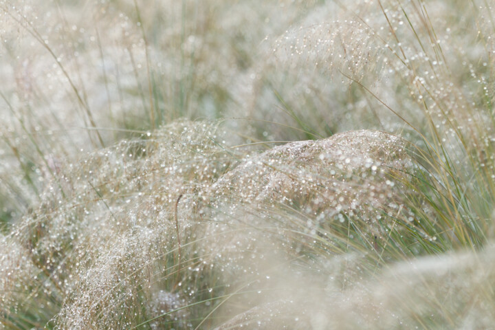Photography titled "White Muhly 8897" by Photospoon, Original Artwork, Digital Photography