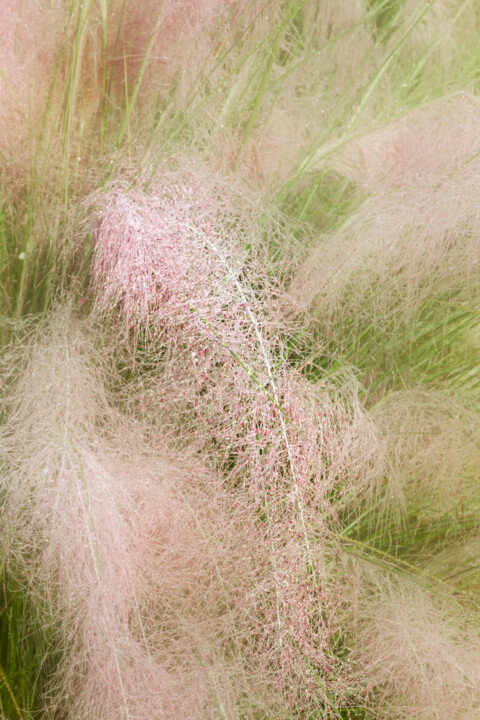 Photography titled "Pink Muhly 1" by Photospoon, Original Artwork, Digital Photography