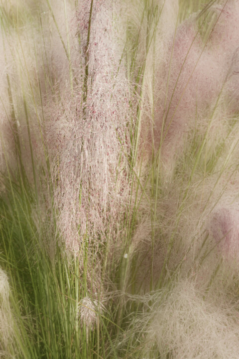 Photography titled "Pink Muhly 2" by Photospoon, Original Artwork, Digital Photography