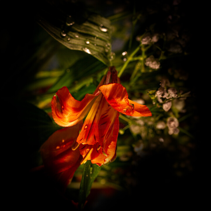Photography titled "Day Lilly" by Photospoon, Original Artwork, Digital Photography