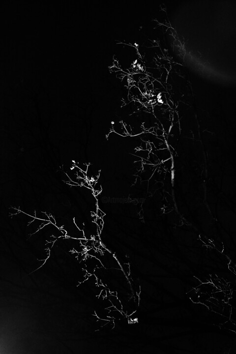 tree XXXIV Fotoğraf