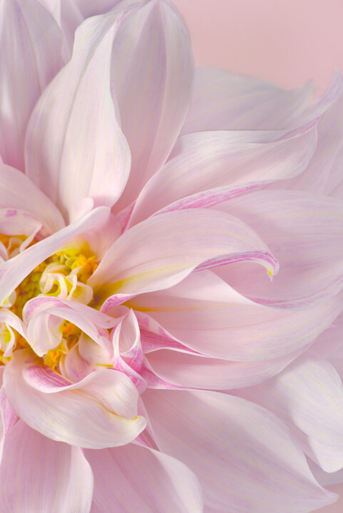 Flowerissimo_19187 Fotoğraf