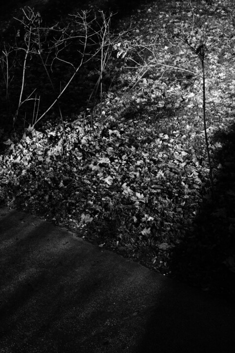 park composition II 摄影